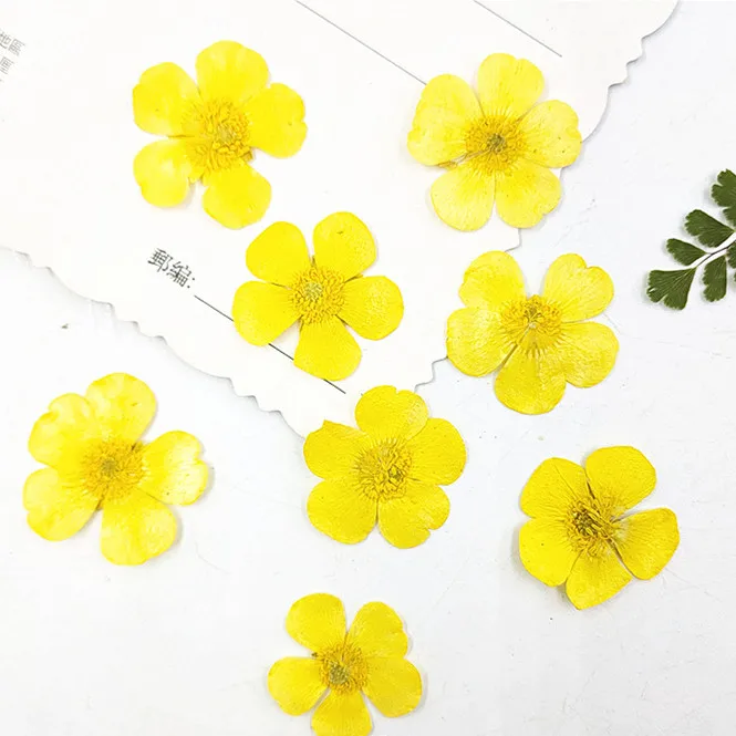 Dried Flower Pressed - 1.5-2cm/24pcs,Nature Real buttercup Petals,Pressed flowers for