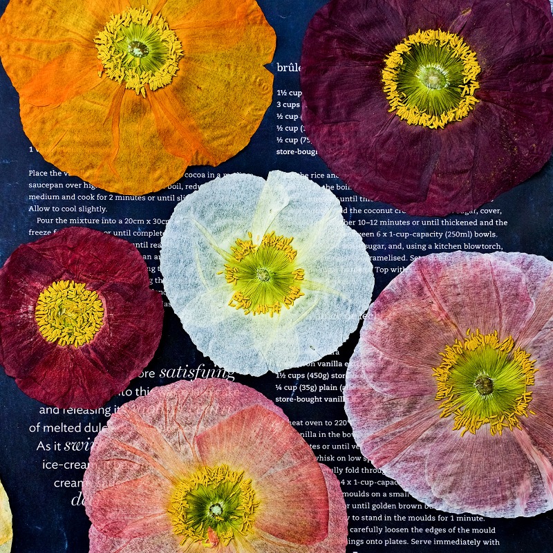 Dried Flower Pressed - 1pcs,Nature Field Poppy Pressed Dry Flowers