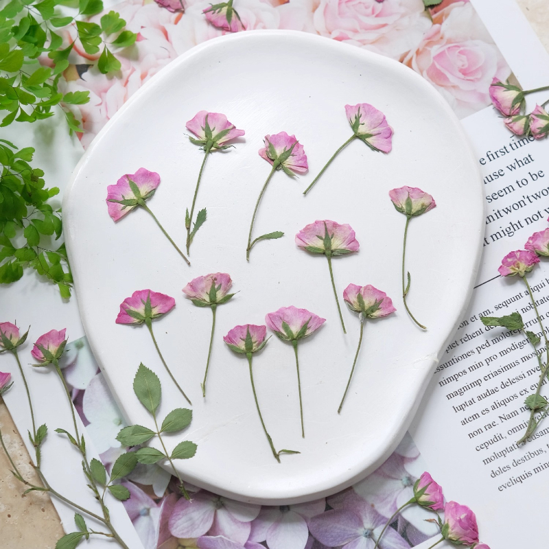 Dried Flower Pressed - 12pcs,Mini Pink Rose Pressed Flowers,Real Rose