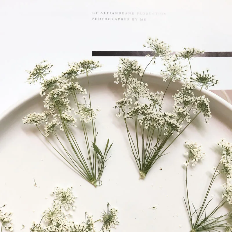 Dried Flower Pressed - 5-7cm/12pcs,Snow Tiny Flowers with Branch,dried Flowers