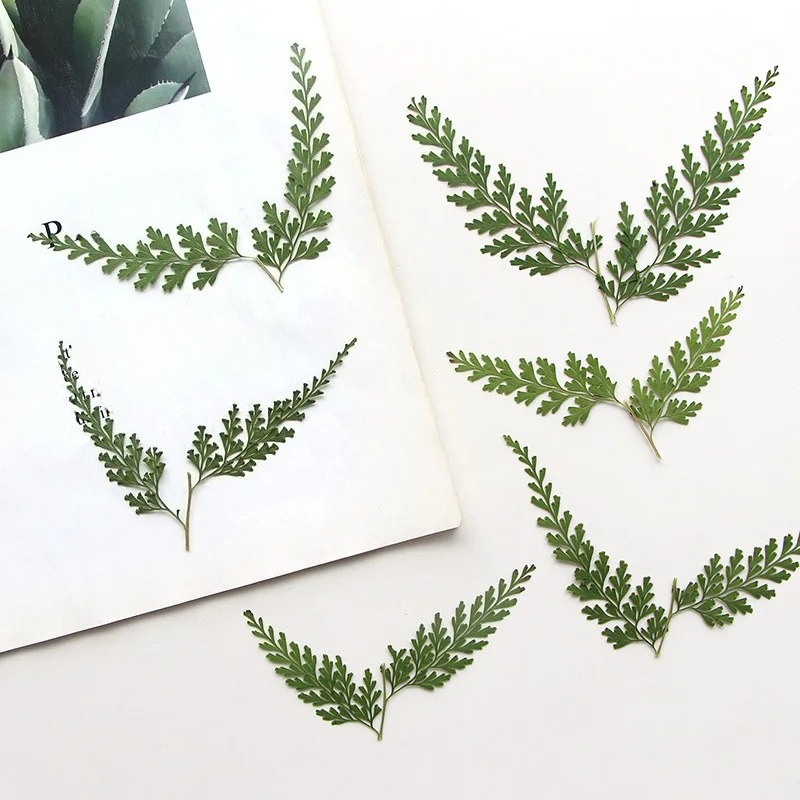 Dried Flower Pressed - Nature Pressed Fern Branches,dry Flower DIY