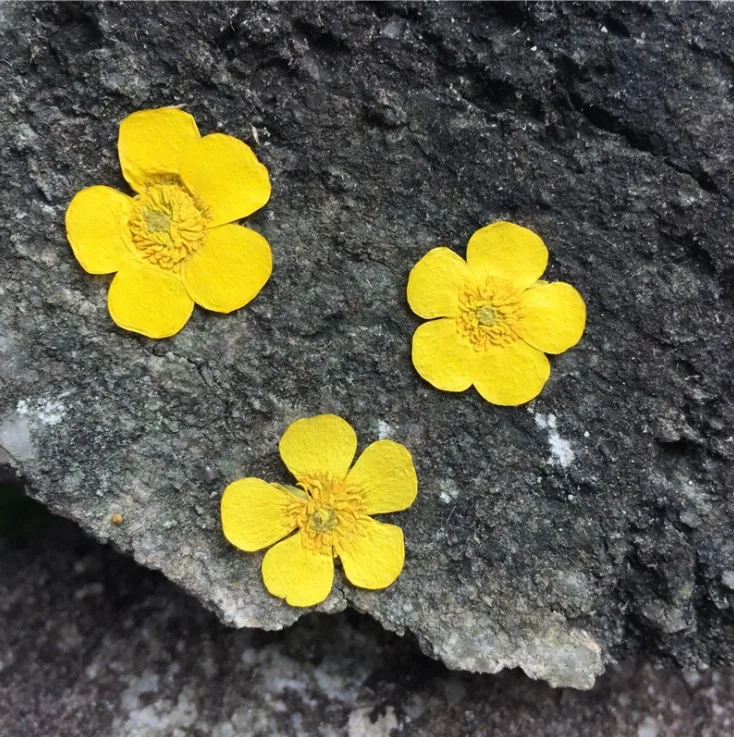 1.5-2cm/24pcs,Nature Real butt - Dried Flower Pressed incelemesi ve fiyatı