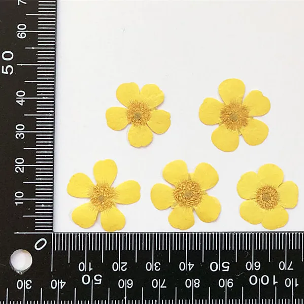 1.5-2cm/24pcs,Nature Real butt - Dried Flower Pressed incelemesi ve fiyatı