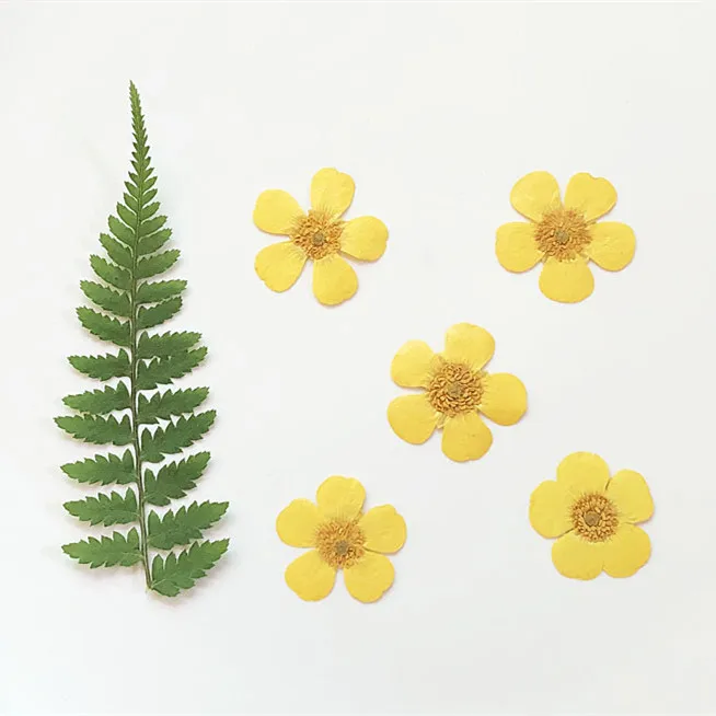 1.5-2cm/24pcs,Nature Real butt - Dried Flower Pressed incelemesi ve fiyatı
