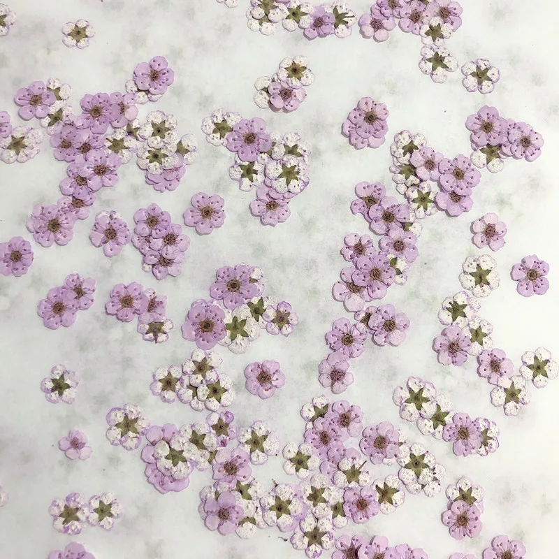 Pressed mini Narcissus Dried F - Dried Flower Pressed incelemesi ve fiyatı