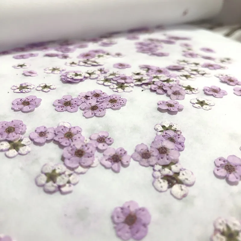 Pressed mini Narcissus Dried F - Dried Flower Pressed incelemesi ve fiyatı