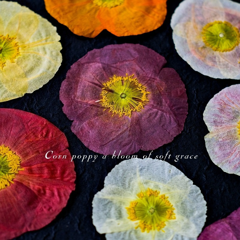 1pcs,Nature Field Poppy Presse - Dried Flower Pressed incelemesi ve fiyatı
