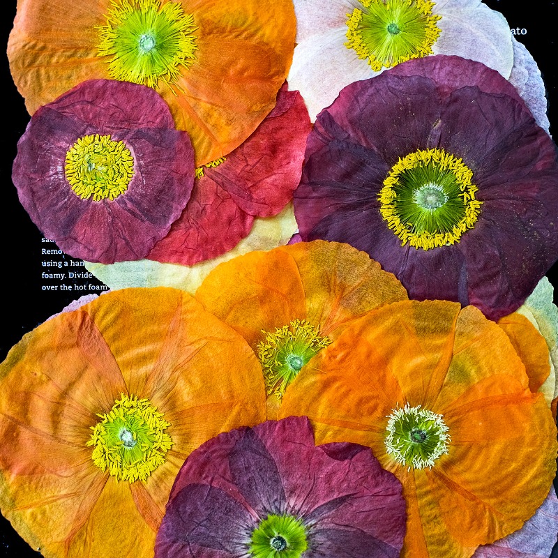 1pcs,Nature Field Poppy Presse - Dried Flower Pressed incelemesi ve fiyatı
