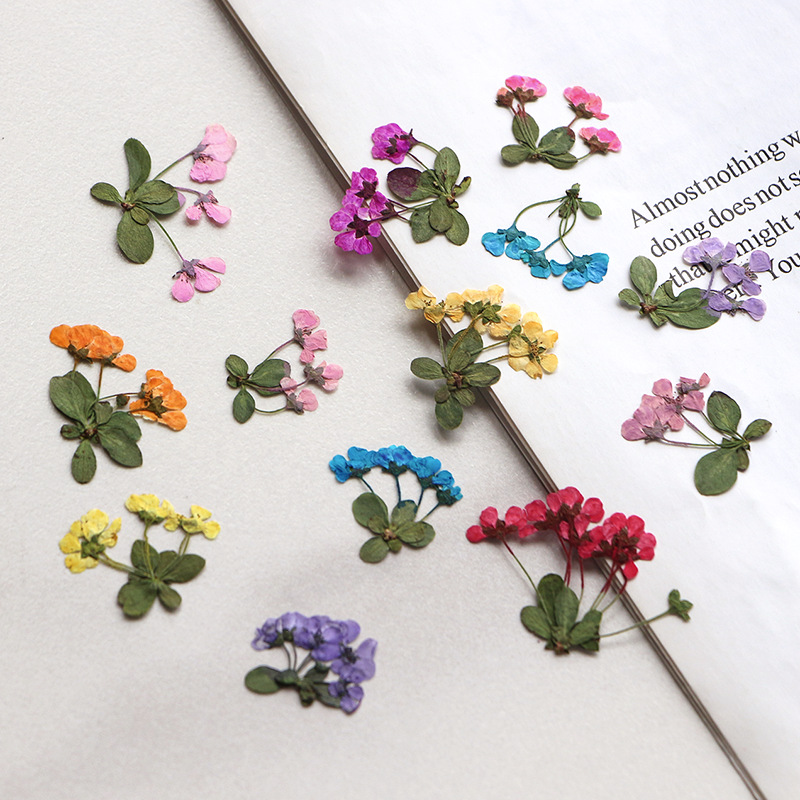 2-3cm/12pcs,Pressed little flo - Dried Flower Pressed incelemesi ve fiyatı