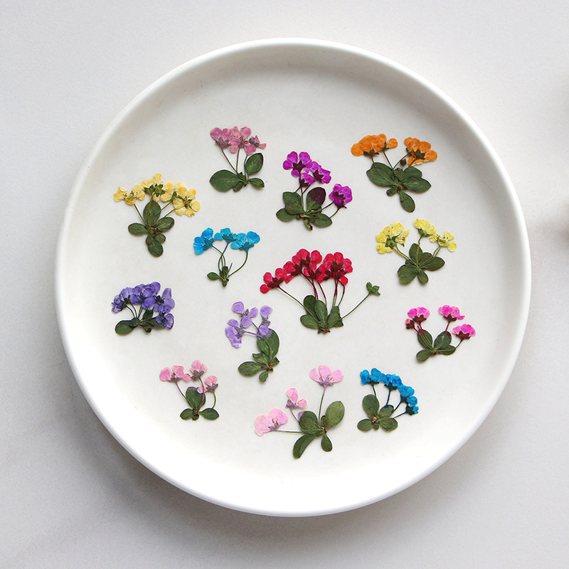 2-3cm/12pcs,Pressed little flo - Dried Flower Pressed incelemesi ve fiyatı