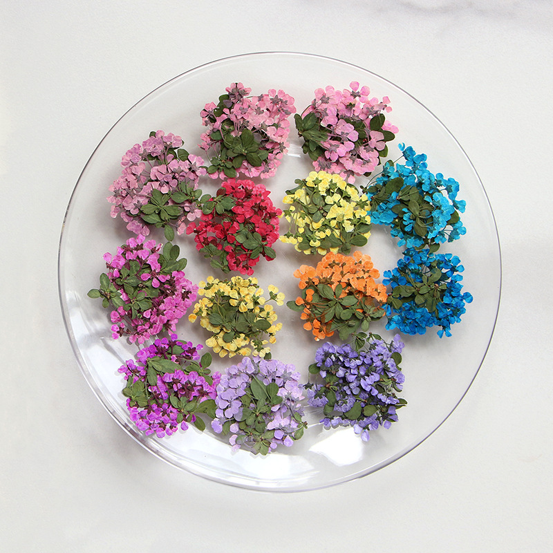 2-3cm/12pcs,Pressed little flo - Dried Flower Pressed incelemesi ve fiyatı