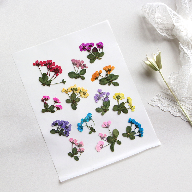 2-3cm/12pcs,Pressed little flo - Dried Flower Pressed incelemesi ve fiyatı