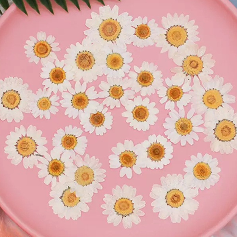 100Pcs Natural White Crystal C - Dried Flower Pressed incelemesi ve fiyatı