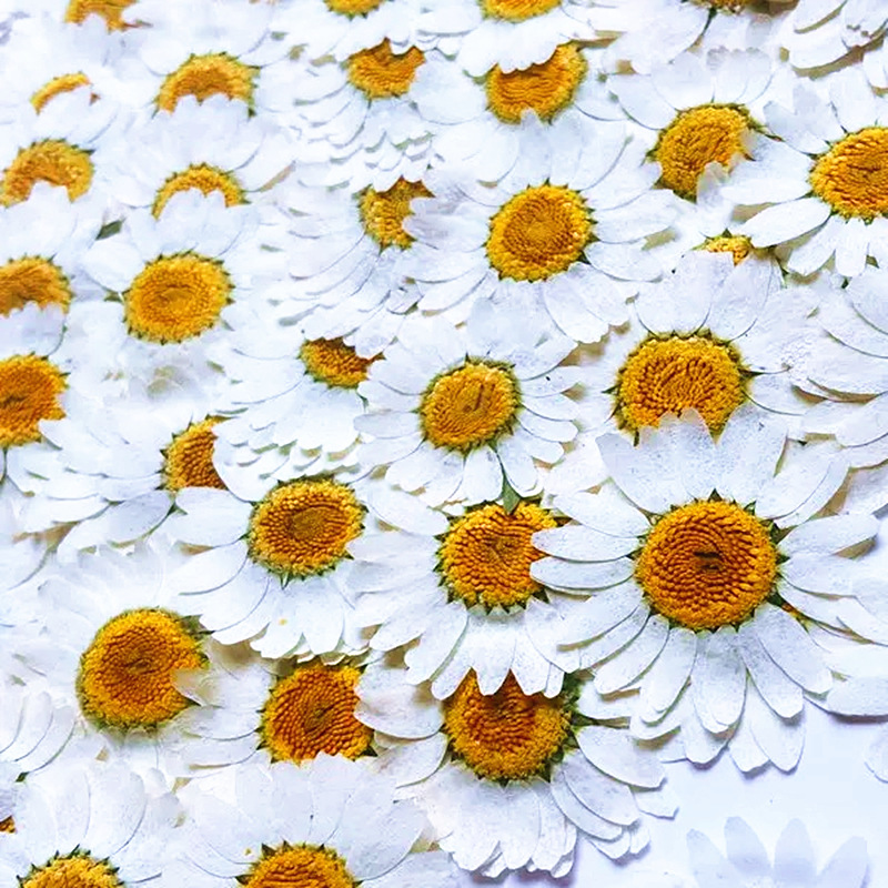 100Pcs Natural White Crystal C - Dried Flower Pressed incelemesi ve fiyatı