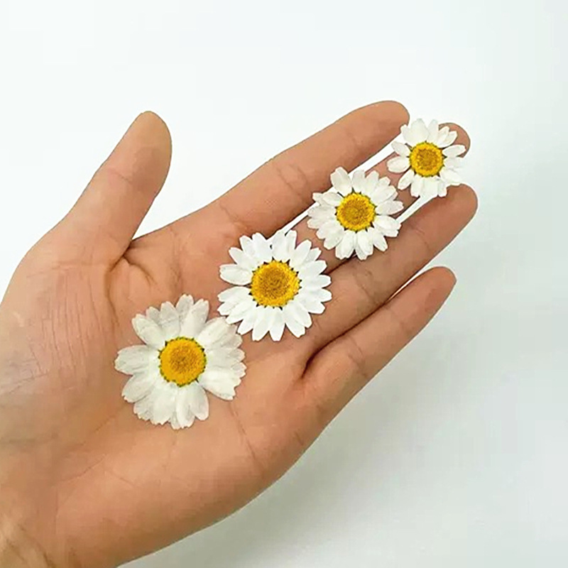 100Pcs Natural White Crystal C - Dried Flower Pressed incelemesi ve fiyatı