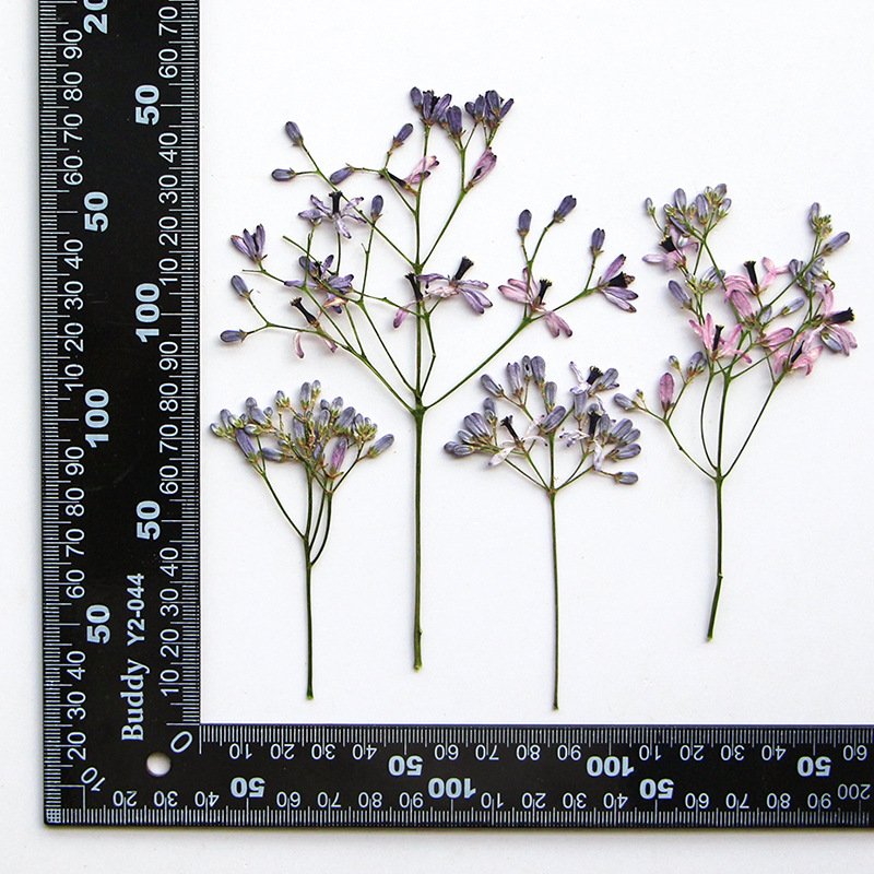 120pcs Pressed Dried Melia aze - Dried Flower Pressed incelemesi ve fiyatı