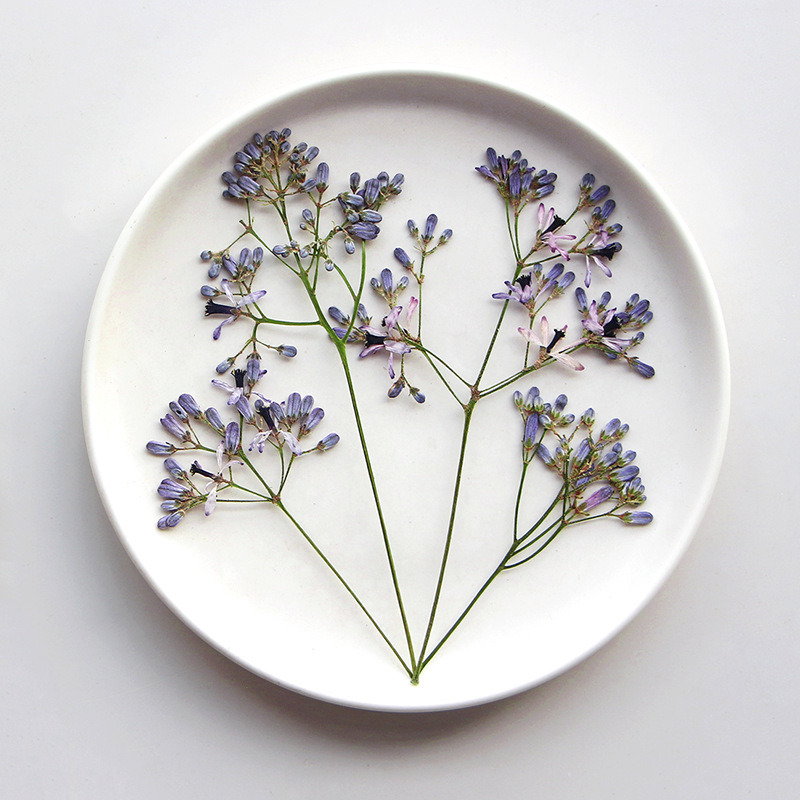 120pcs Pressed Dried Melia aze - Dried Flower Pressed incelemesi ve fiyatı
