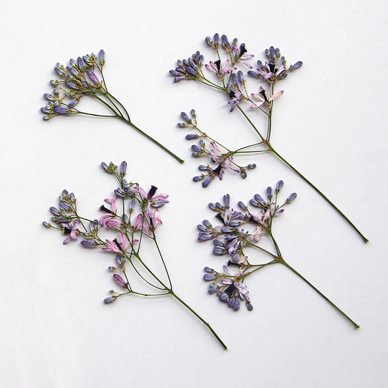 120pcs Pressed Dried Melia aze - Dried Flower Pressed incelemesi ve fiyatı