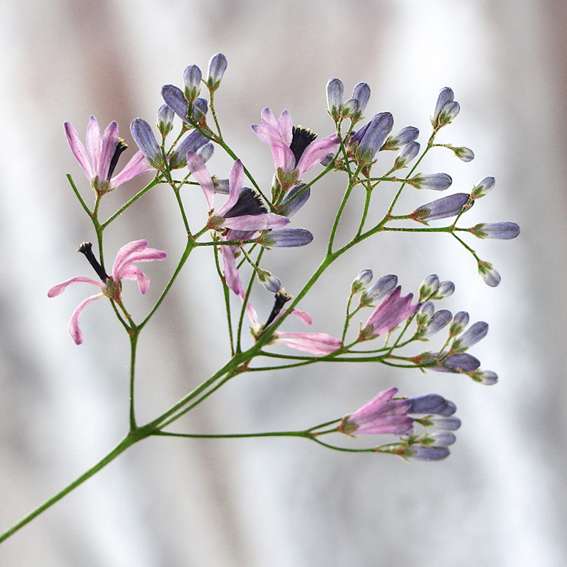 120pcs Pressed Dried Melia aze - Dried Flower Pressed incelemesi ve fiyatı