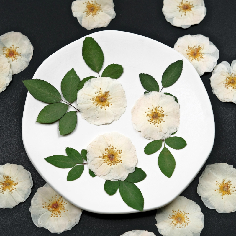 6pcs,9pcs,Nature White Rose Pr - Dried Flower Pressed incelemesi ve fiyatı