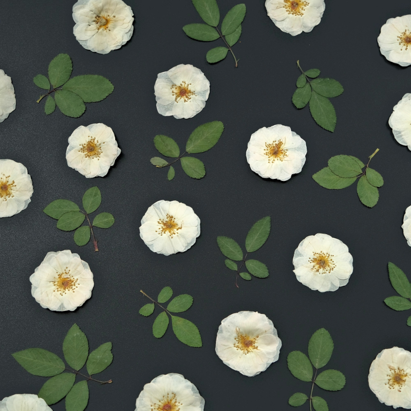 6pcs,9pcs,Nature White Rose Pr - Dried Flower Pressed incelemesi ve fiyatı