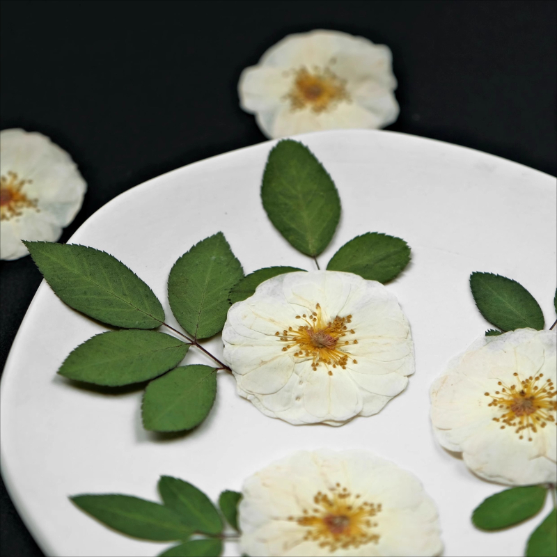 6pcs,9pcs,Nature White Rose Pr - Dried Flower Pressed incelemesi ve fiyatı