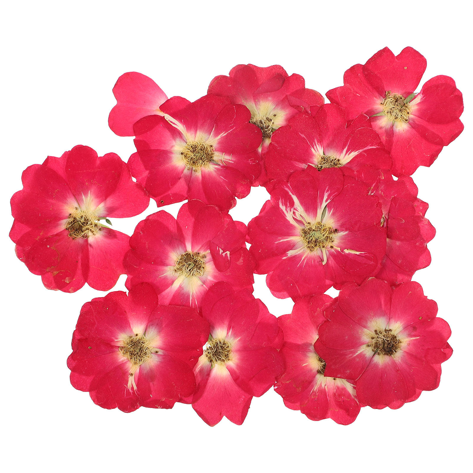 12Pcs Natural Dried Rose Press - Resin Art Flowers incelemesi ve fiyatı