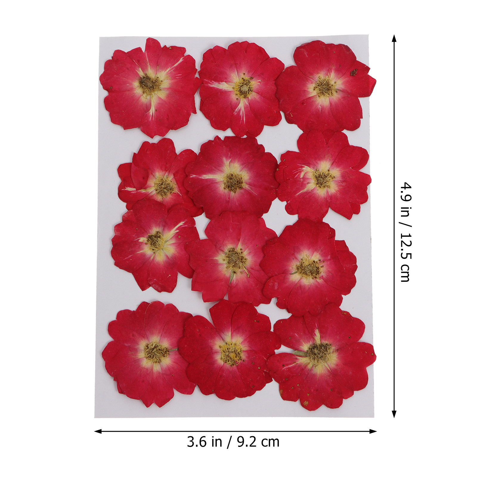 12Pcs Natural Dried Rose Press - Resin Art Flowers incelemesi ve fiyatı