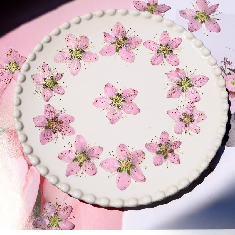 3-4cm./6pcs,Pink Peach Blossom - Dried Flower Pressed incelemesi ve fiyatı