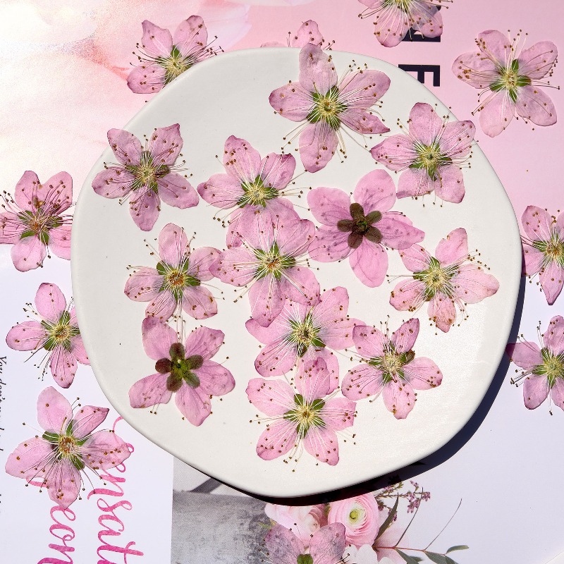 3-4cm./6pcs,Pink Peach Blossom - Dried Flower Pressed incelemesi ve fiyatı