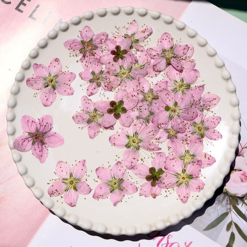 3-4cm./6pcs,Pink Peach Blossom - Dried Flower Pressed incelemesi ve fiyatı