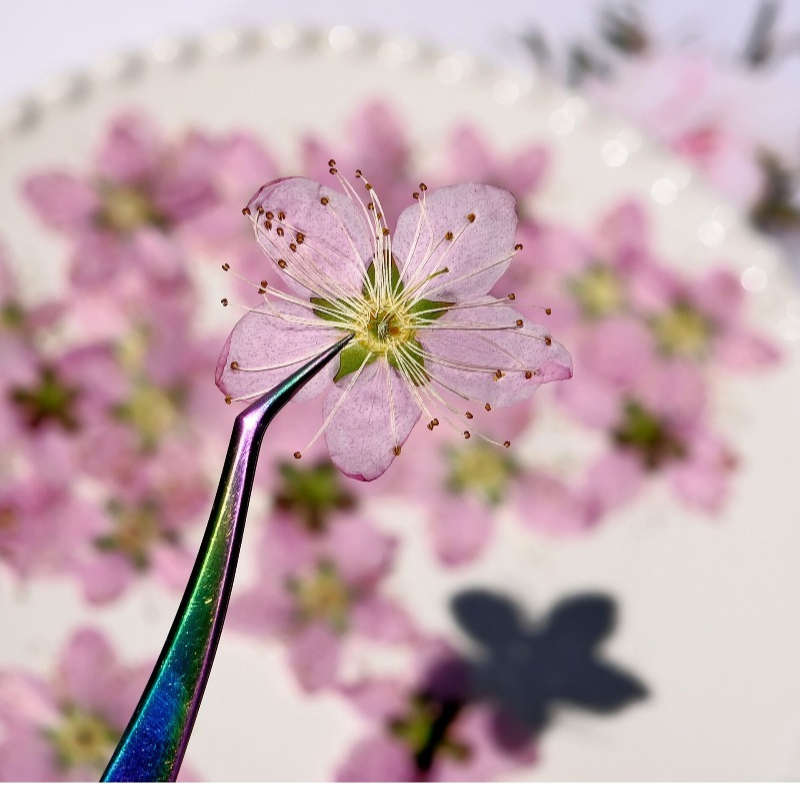 3-4cm./6pcs,Pink Peach Blossom - Dried Flower Pressed incelemesi ve fiyatı
