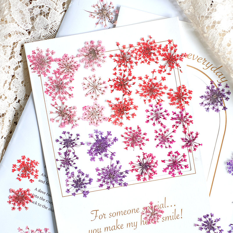 24pcs,2-2.5cm,nature Dyed Mini - Dried Flower Pressed incelemesi ve fiyatı