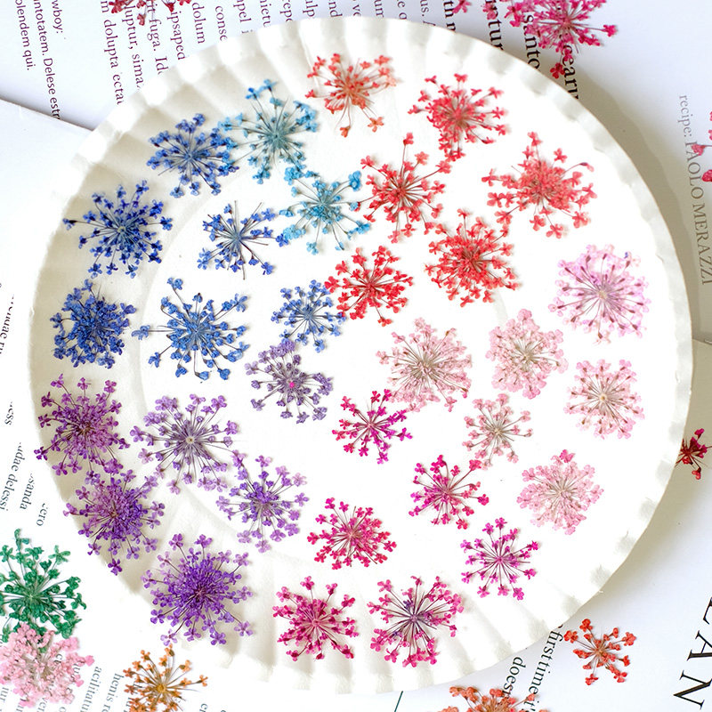 24pcs,2-2.5cm,nature Dyed Mini - Dried Flower Pressed incelemesi ve fiyatı