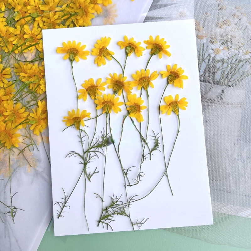 6-10cm/24pcs,nature pressed Ch - Dried Flower Pressed incelemesi ve fiyatı