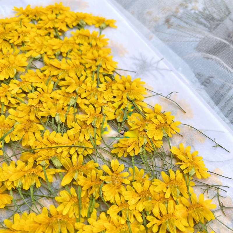 6-10cm/24pcs,nature pressed Ch - Dried Flower Pressed incelemesi ve fiyatı