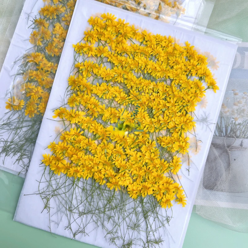 6-10cm/24pcs,nature pressed Ch - Dried Flower Pressed incelemesi ve fiyatı