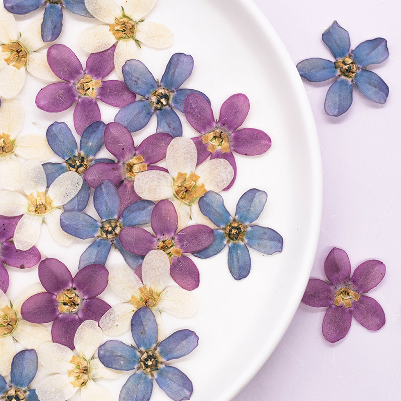 12pcs,Pressed Blue Star Flower - Dried Flower Pressed incelemesi ve fiyatı