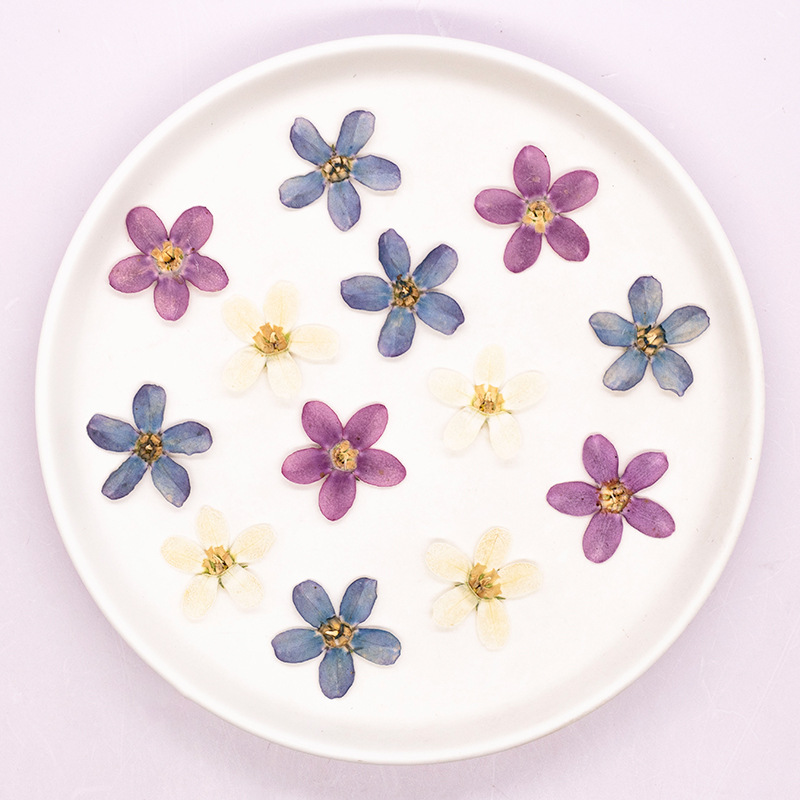 12pcs,Pressed Blue Star Flower - Dried Flower Pressed incelemesi ve fiyatı