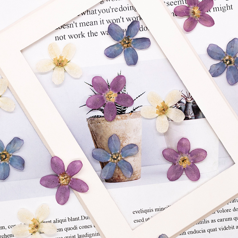 12pcs,Pressed Blue Star Flower - Dried Flower Pressed incelemesi ve fiyatı
