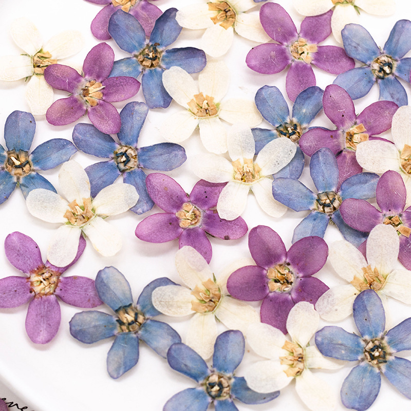 12pcs,Pressed Blue Star Flower - Dried Flower Pressed incelemesi ve fiyatı
