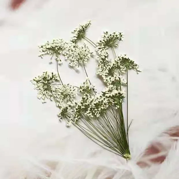 5-7cm/12pcs,Snow Tiny Flowers  - Dried Flower Pressed incelemesi ve fiyatı