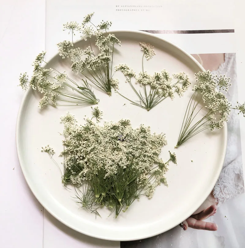 5-7cm/12pcs,Snow Tiny Flowers  - Dried Flower Pressed incelemesi ve fiyatı