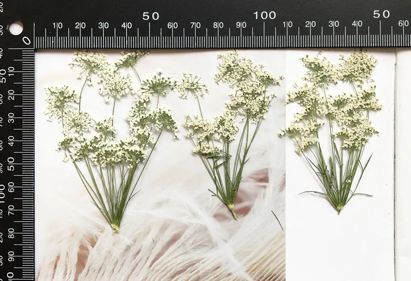 5-7cm/12pcs,Snow Tiny Flowers  - Dried Flower Pressed incelemesi ve fiyatı