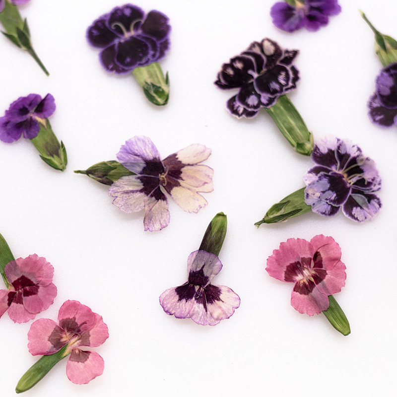 24pcs,Pressed Dried Dianthus F - Dried Flower Pressed incelemesi ve fiyatı