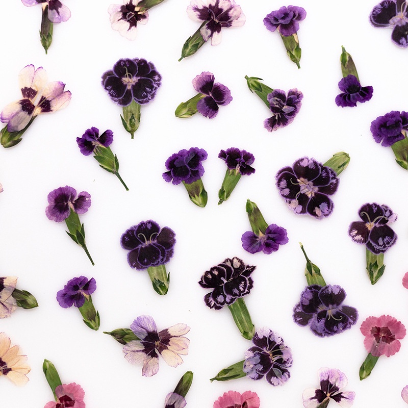 24pcs,Pressed Dried Dianthus F - Dried Flower Pressed incelemesi ve fiyatı