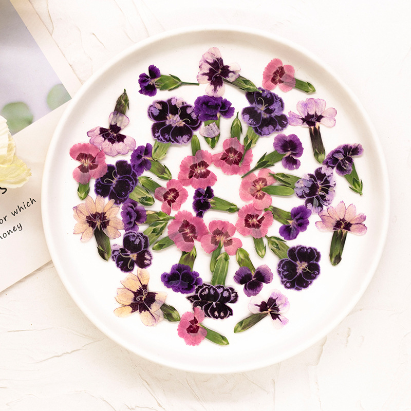 24pcs,Pressed Dried Dianthus F - Dried Flower Pressed incelemesi ve fiyatı