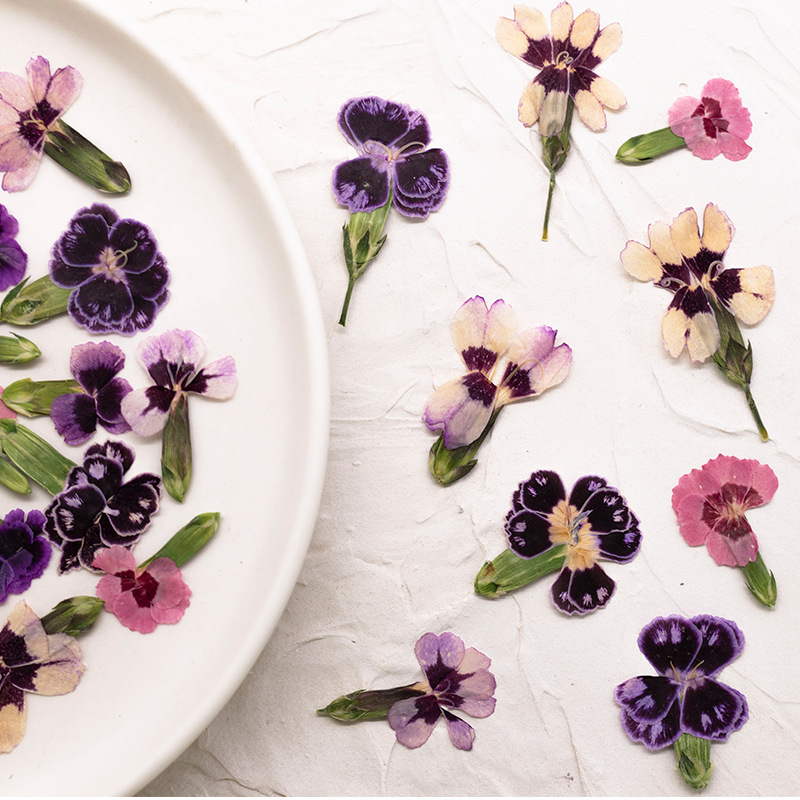 24pcs,Pressed Dried Dianthus F - Dried Flower Pressed incelemesi ve fiyatı