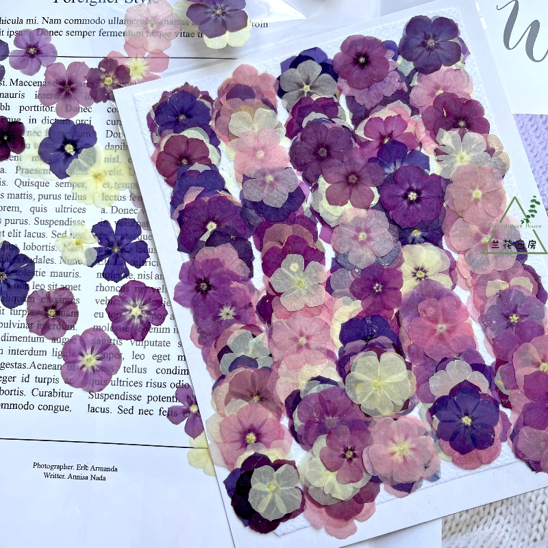 12pcs,Semi-Transparent Niche P - Dried Flower Pressed incelemesi ve fiyatı