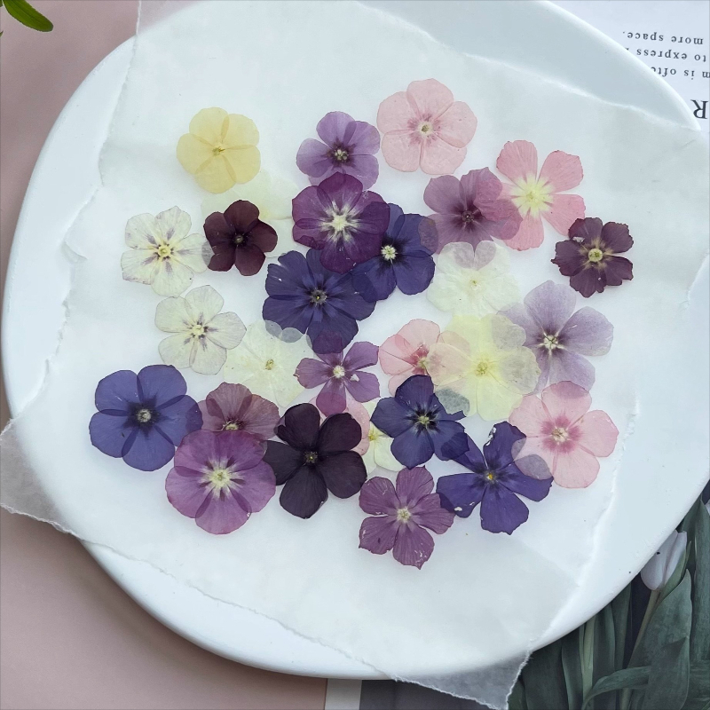 12pcs,Semi-Transparent Niche P - Dried Flower Pressed incelemesi ve fiyatı